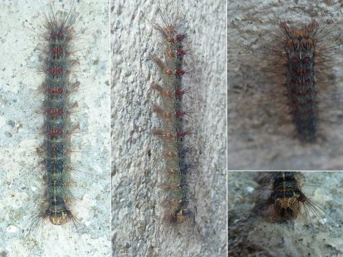 Lymantria dispar